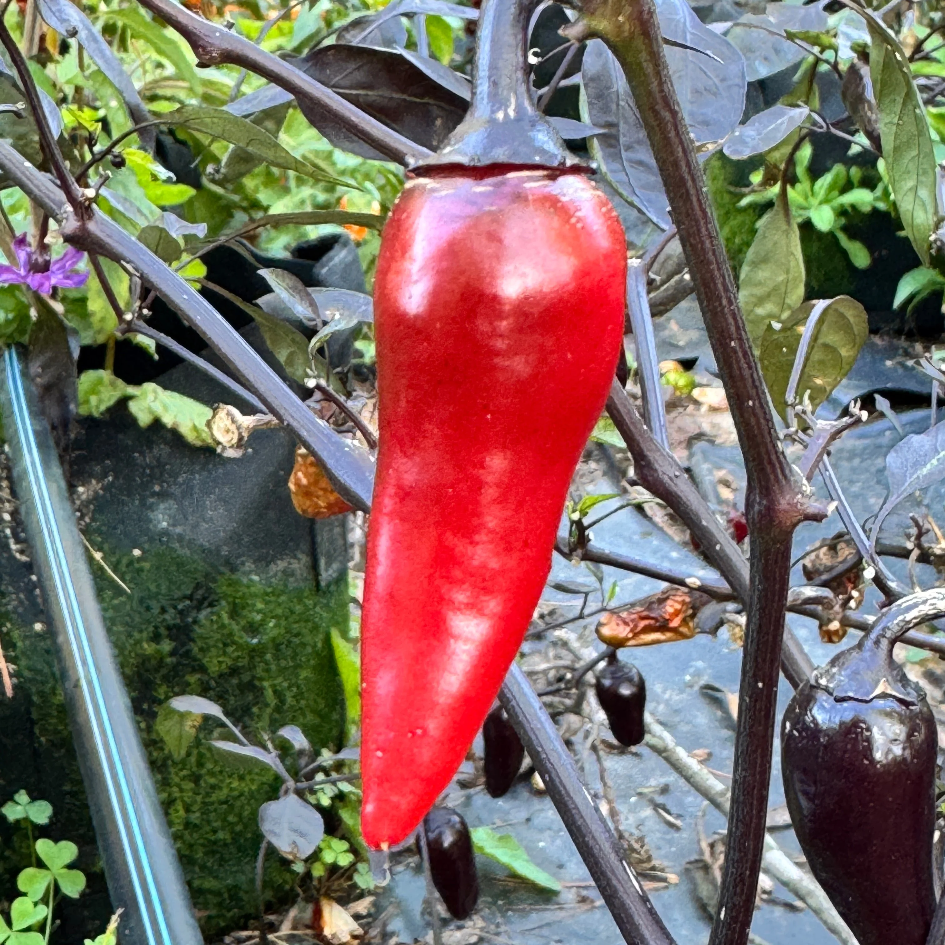 Count Dracula  - Seeds - Image 2