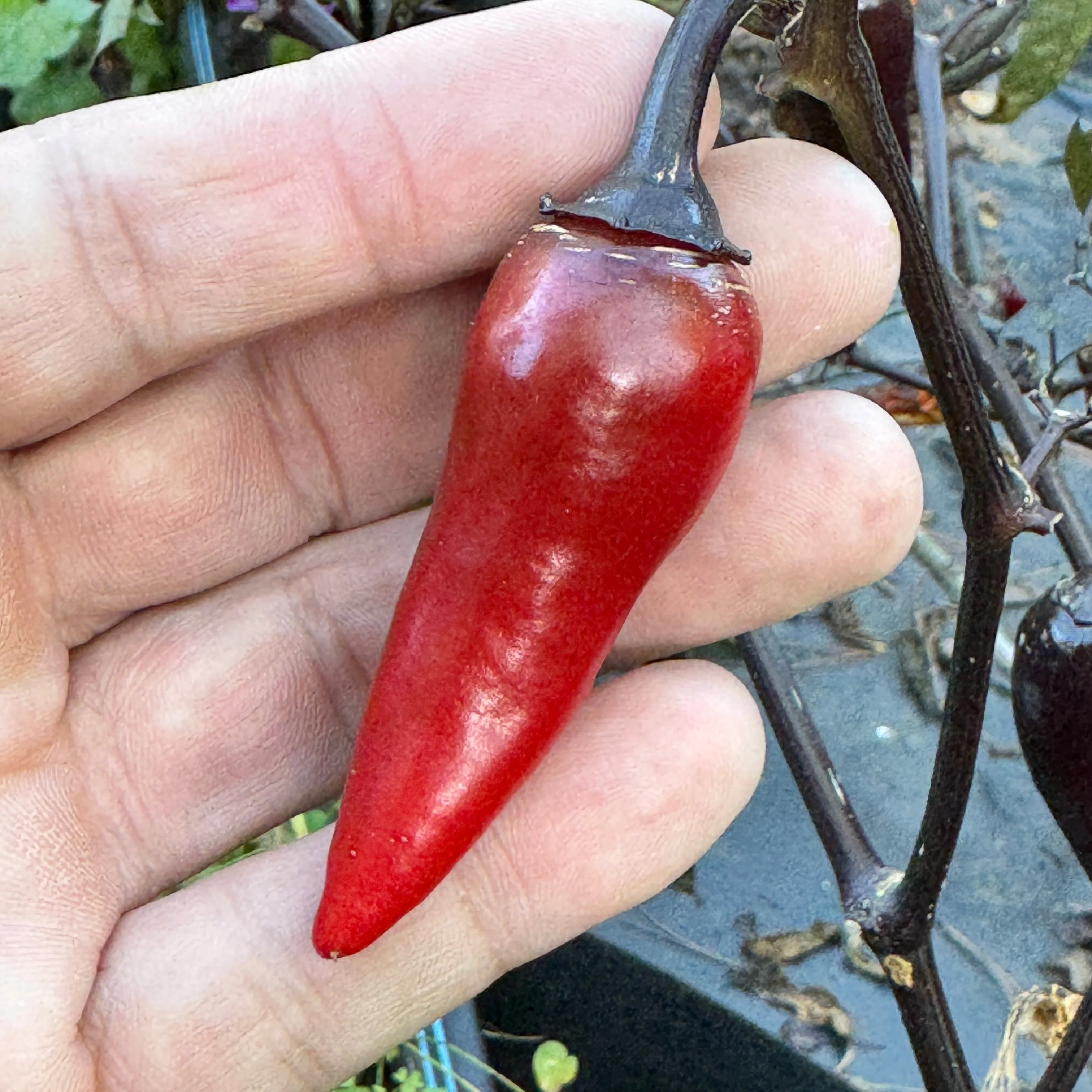 Count Dracula  - Seeds - Image 3