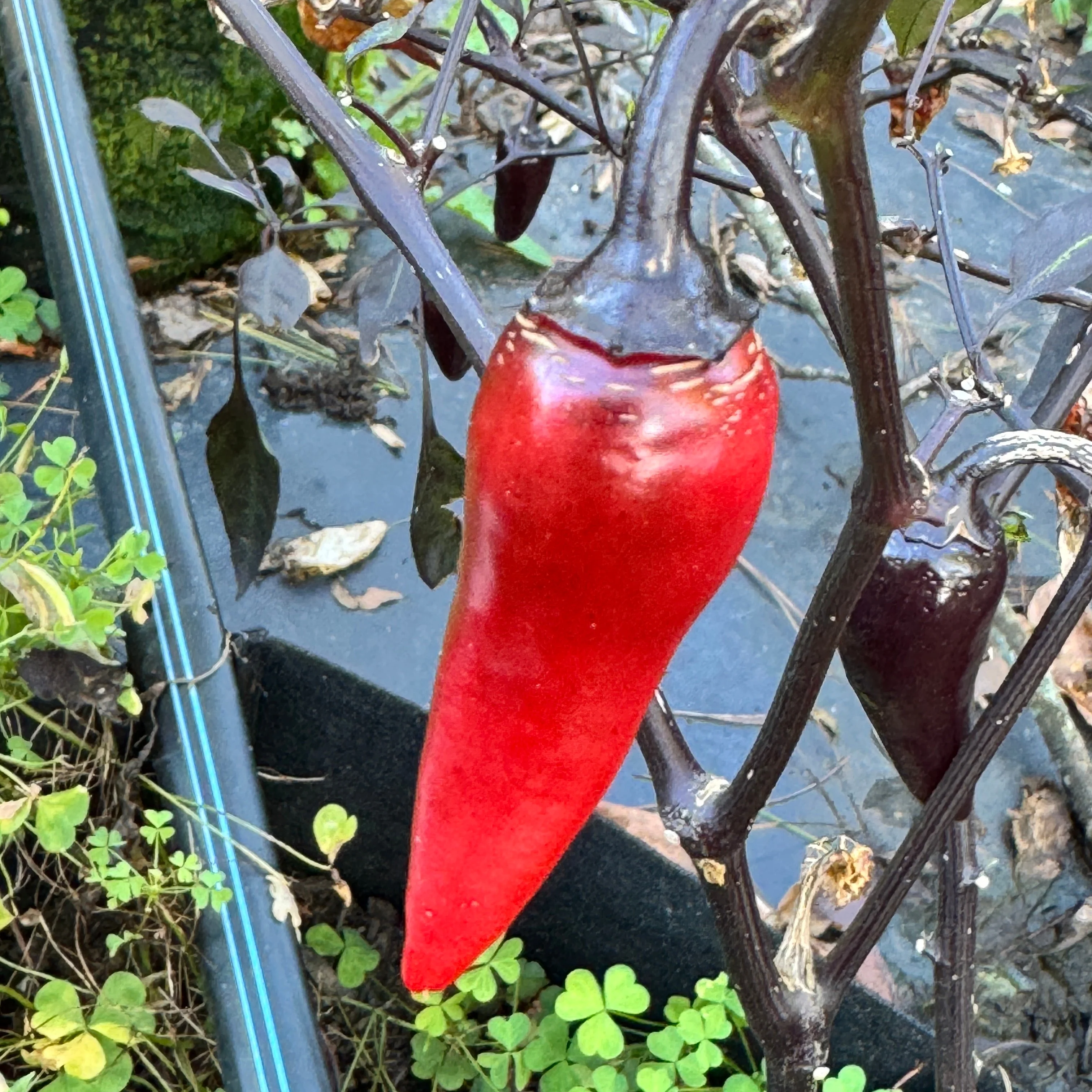 Count Dracula  - Seeds - Image 5