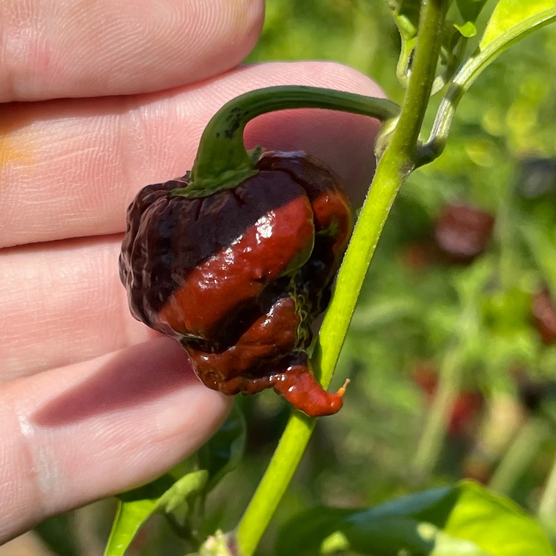 CPR Hot Pepper - (Chocolate Primo Reaper) - Seeds - Image 2