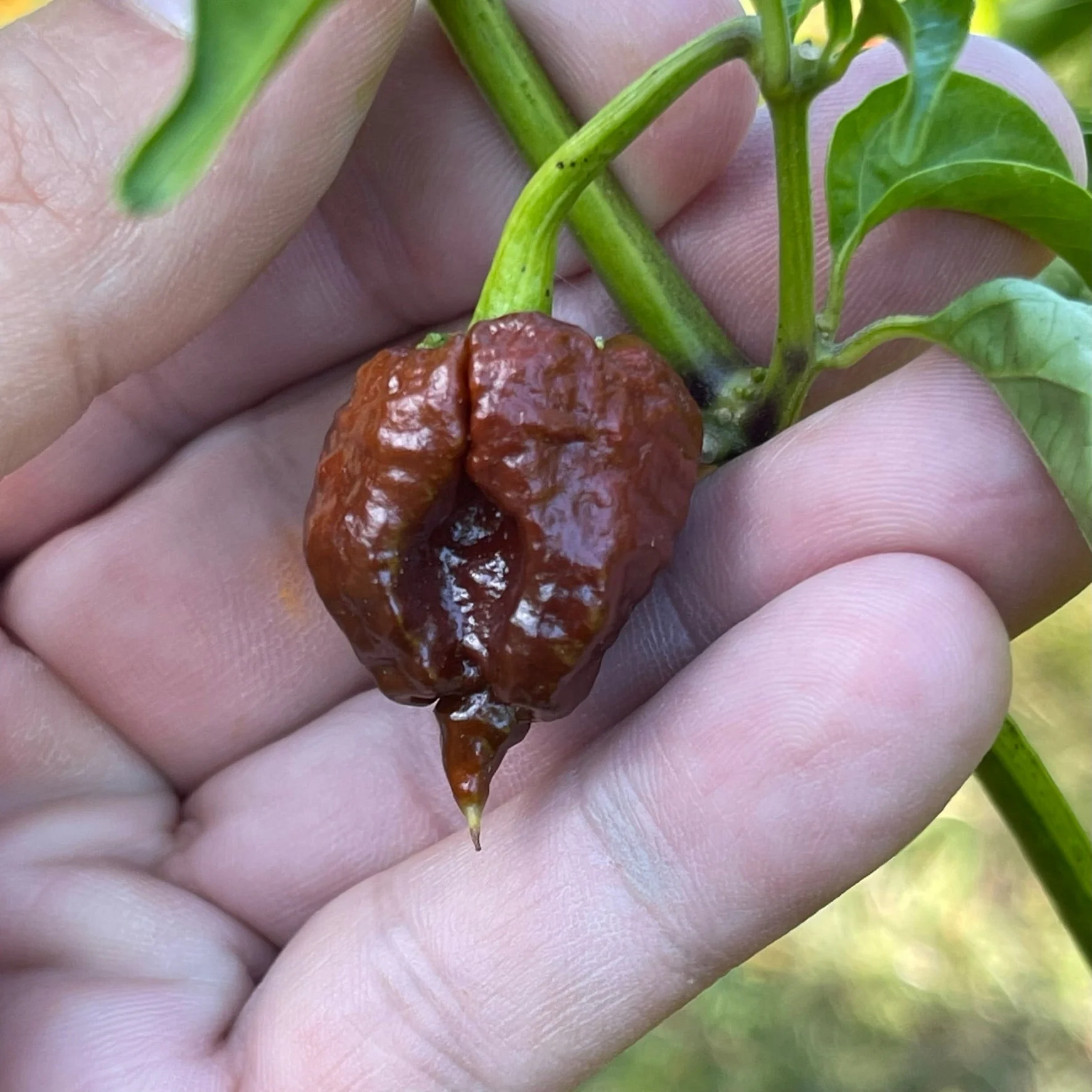 CPR Hot Pepper - (Chocolate Primo Reaper) - Seeds - Image 3