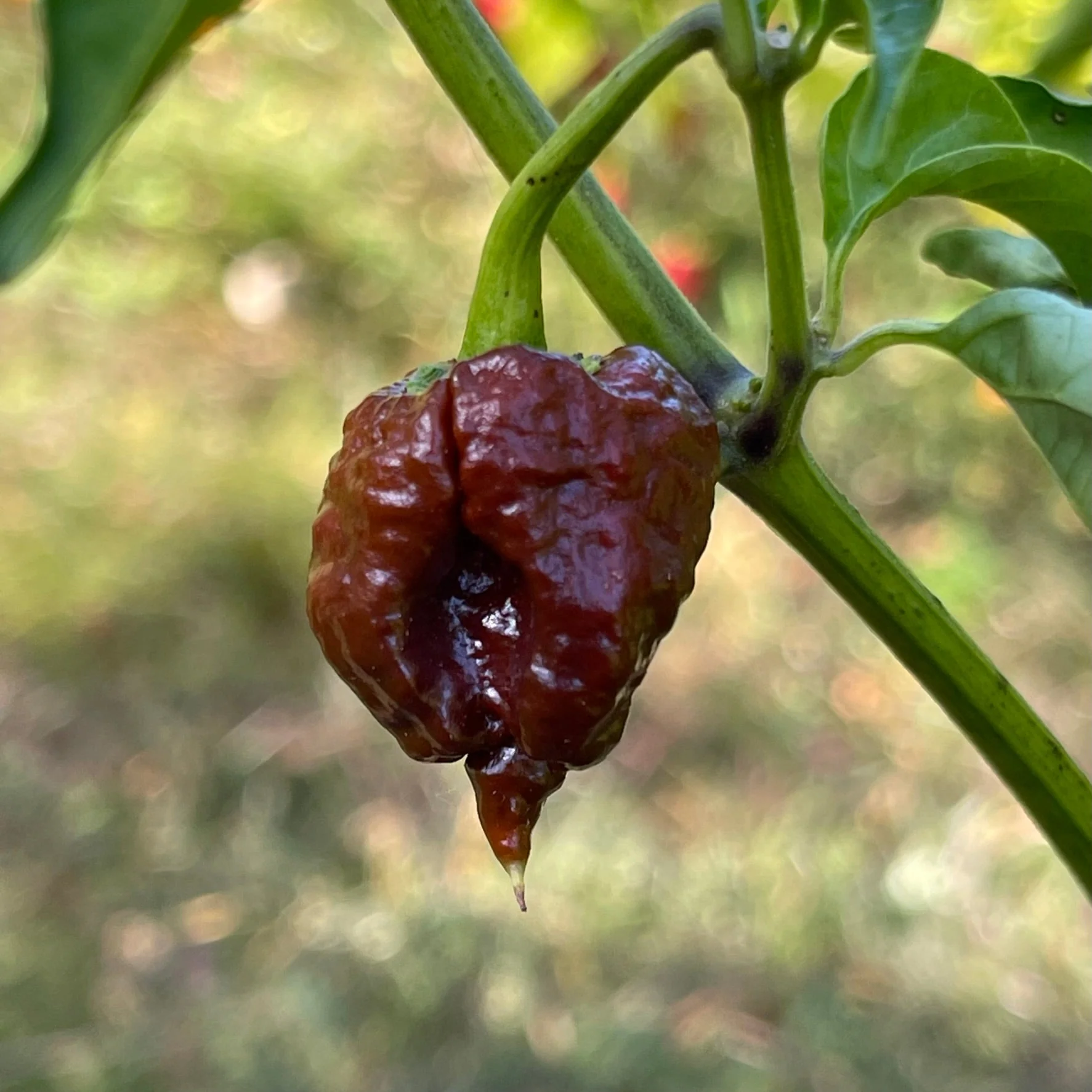 CPR Hot Pepper - (Chocolate Primo Reaper) - Seeds - Image 4