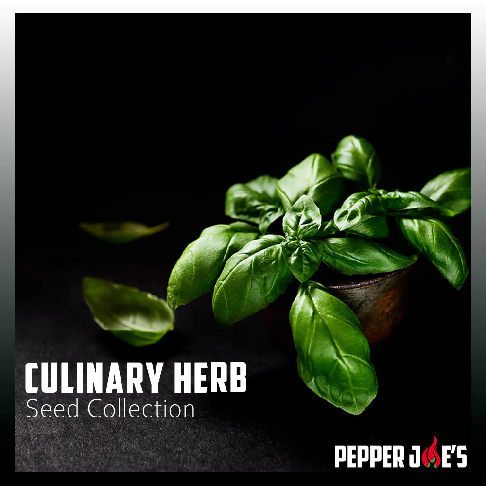 Culinary Herb Seed Collection - Image 2