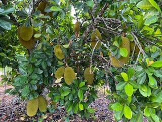 Dang Rasimi Jackfruit Dwarf Tree, from Seedlings - Image 2