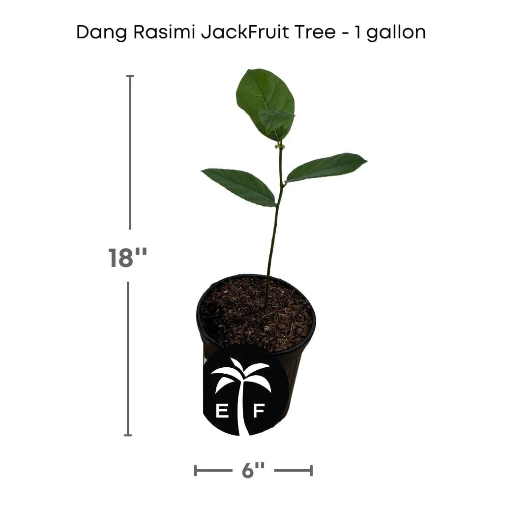 Dang Rasimi Jackfruit Dwarf Tree, from Seedlings - Image 3