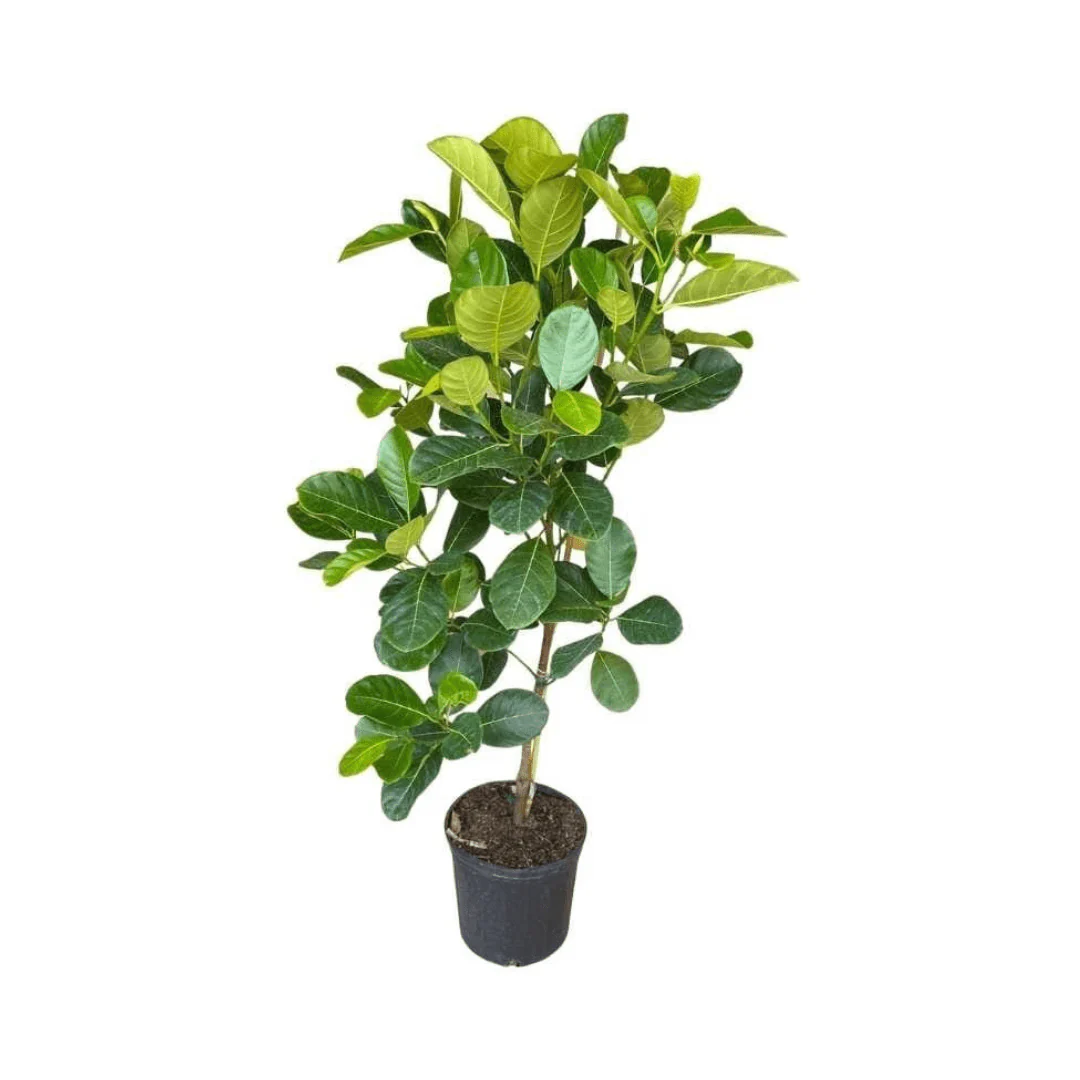 Dang Rasimi Jackfruit Dwarf Tree, from Seedlings - Image 6