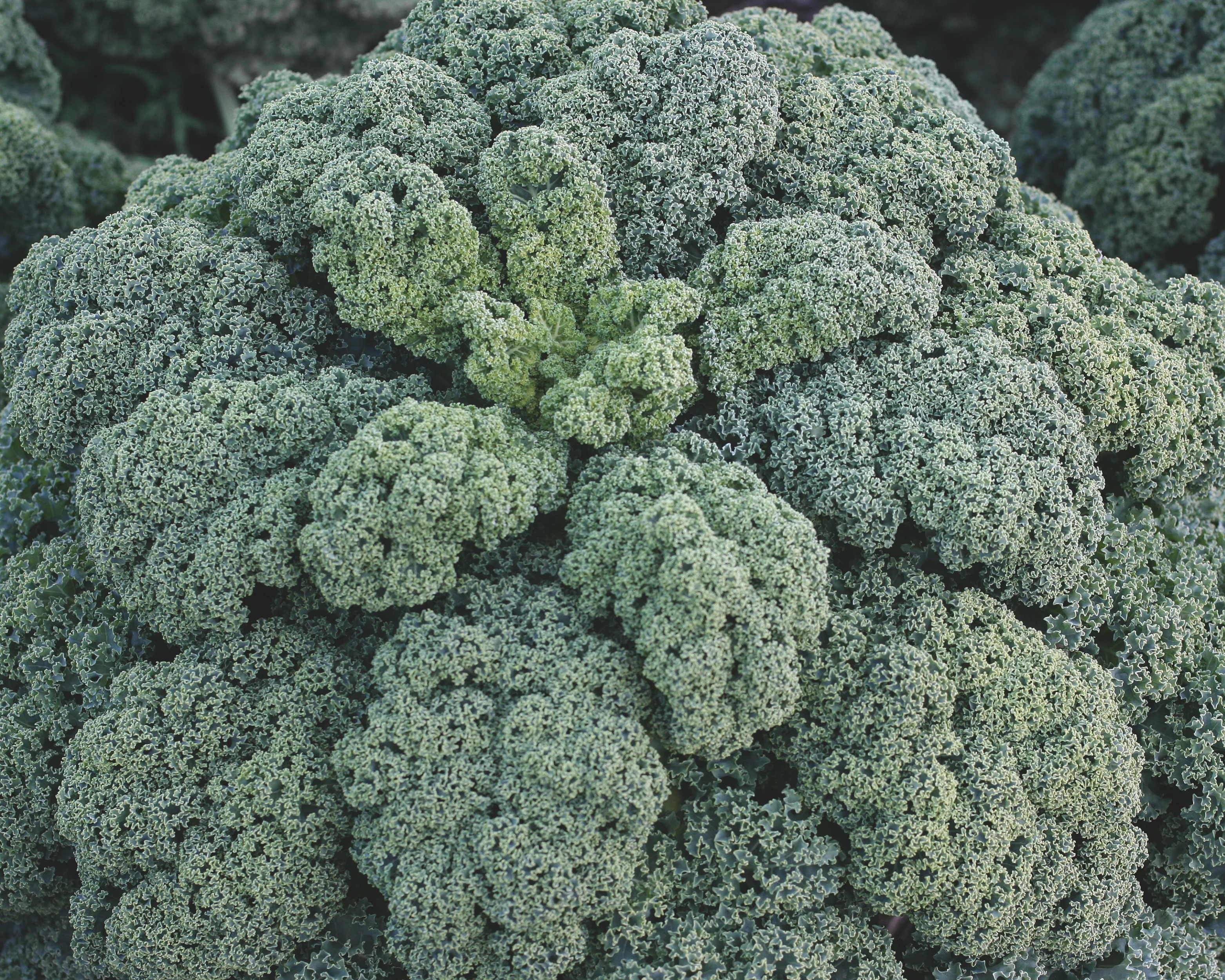 Darkibor Hybrid Kale Seeds - Image 2