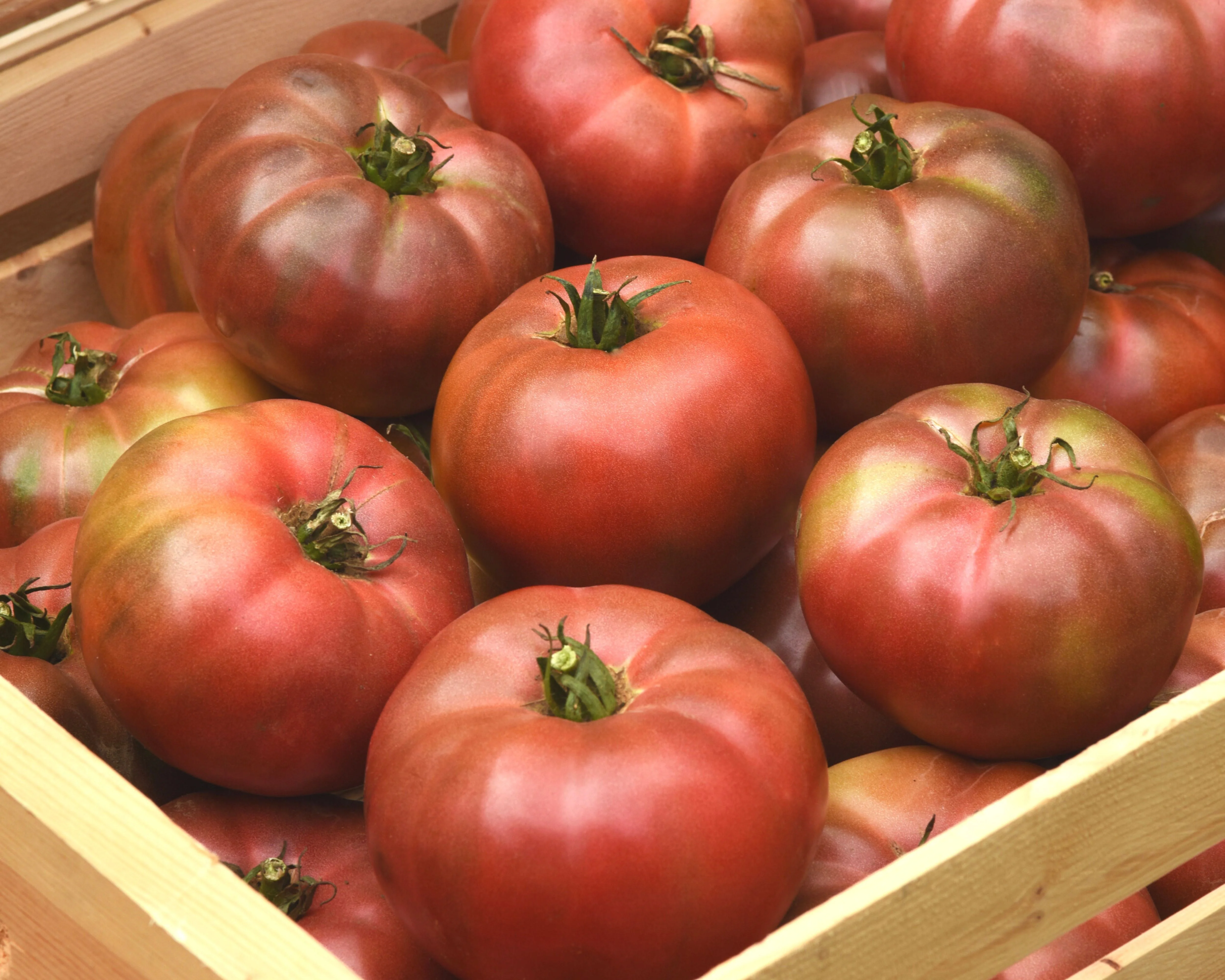 Darkstar Hybrid Tomato Seeds - Image 3