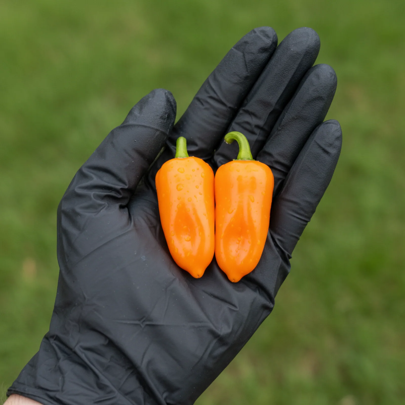 Datil Yellow Pepper Seeds - Image 2