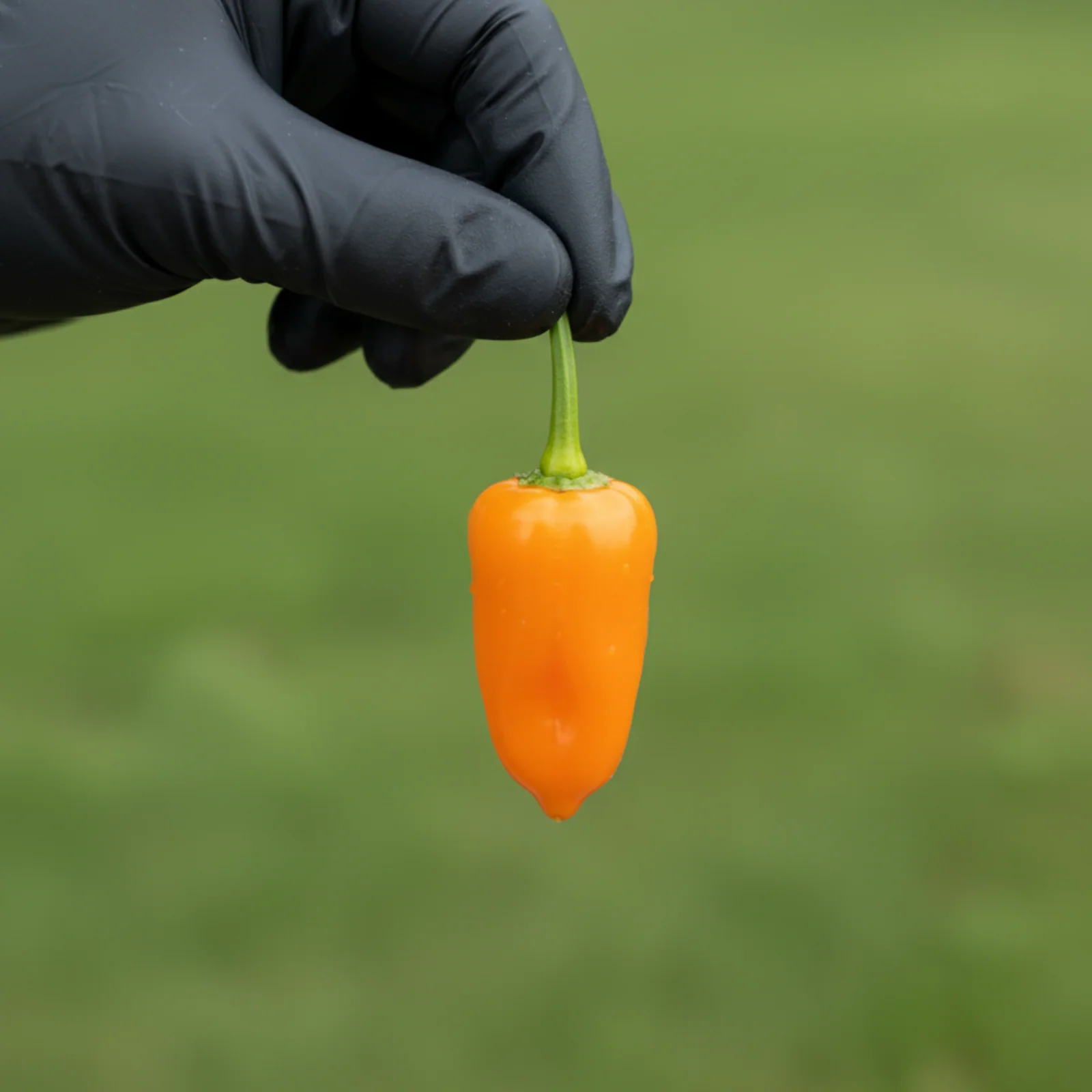 Datil Yellow Pepper Seeds - Image 3