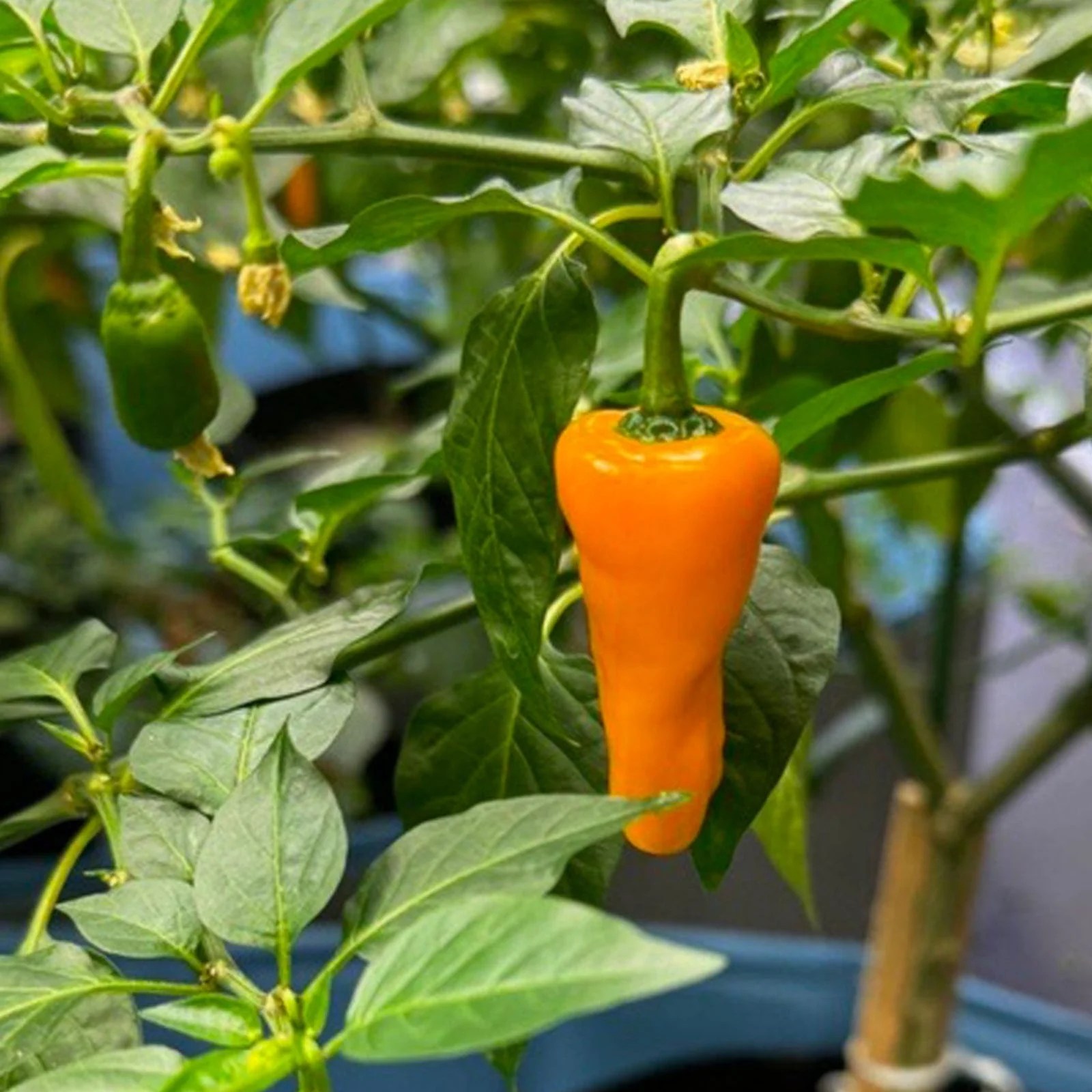 Datil Yellow Pepper Seeds - Image 4