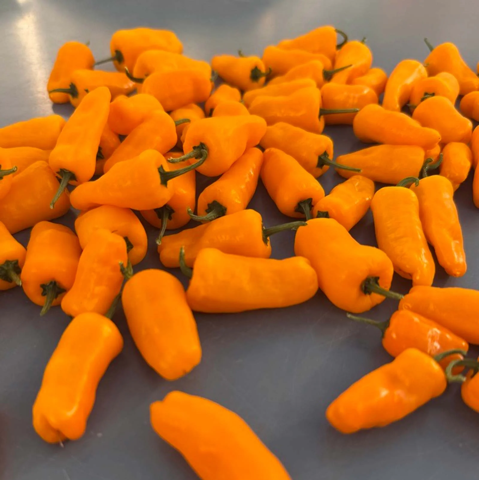 Datil Yellow Pepper Seeds - Image 5