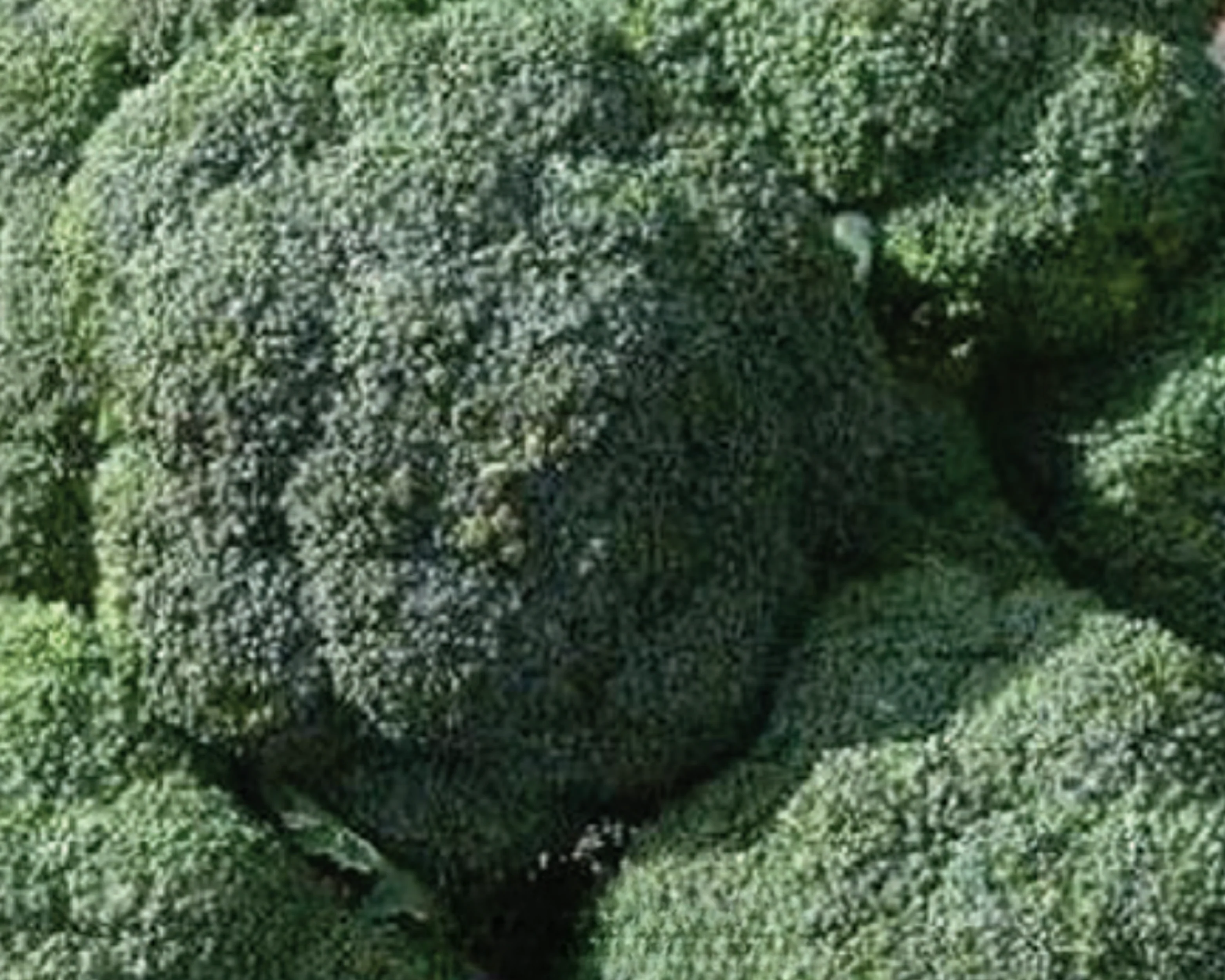 De Cicco Broccoli Seeds