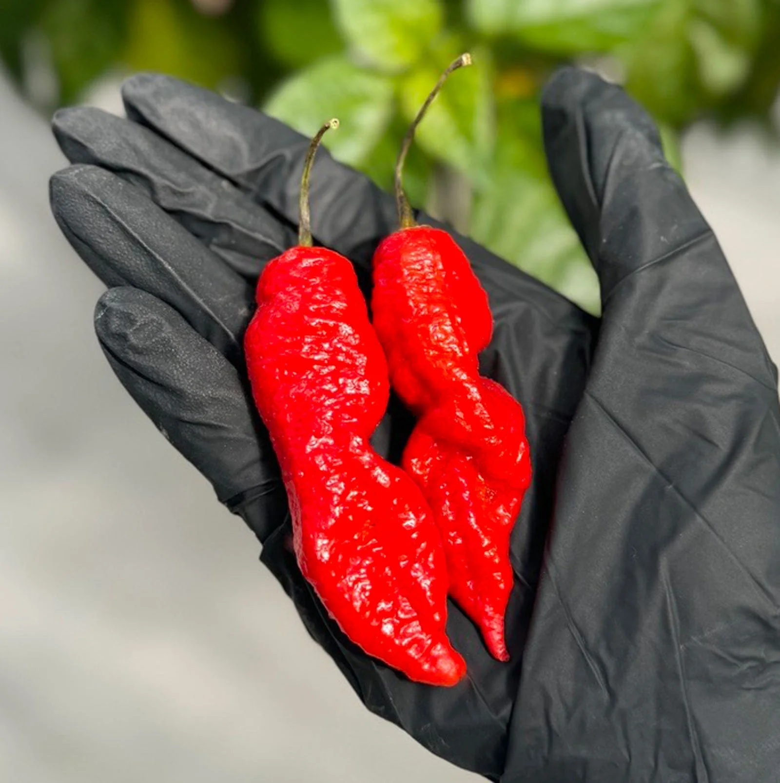 Death Spiral Pepper Seeds - Image 2
