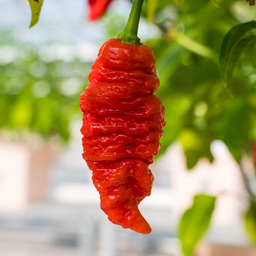 Death Spiral Pepper Seeds - Image 3