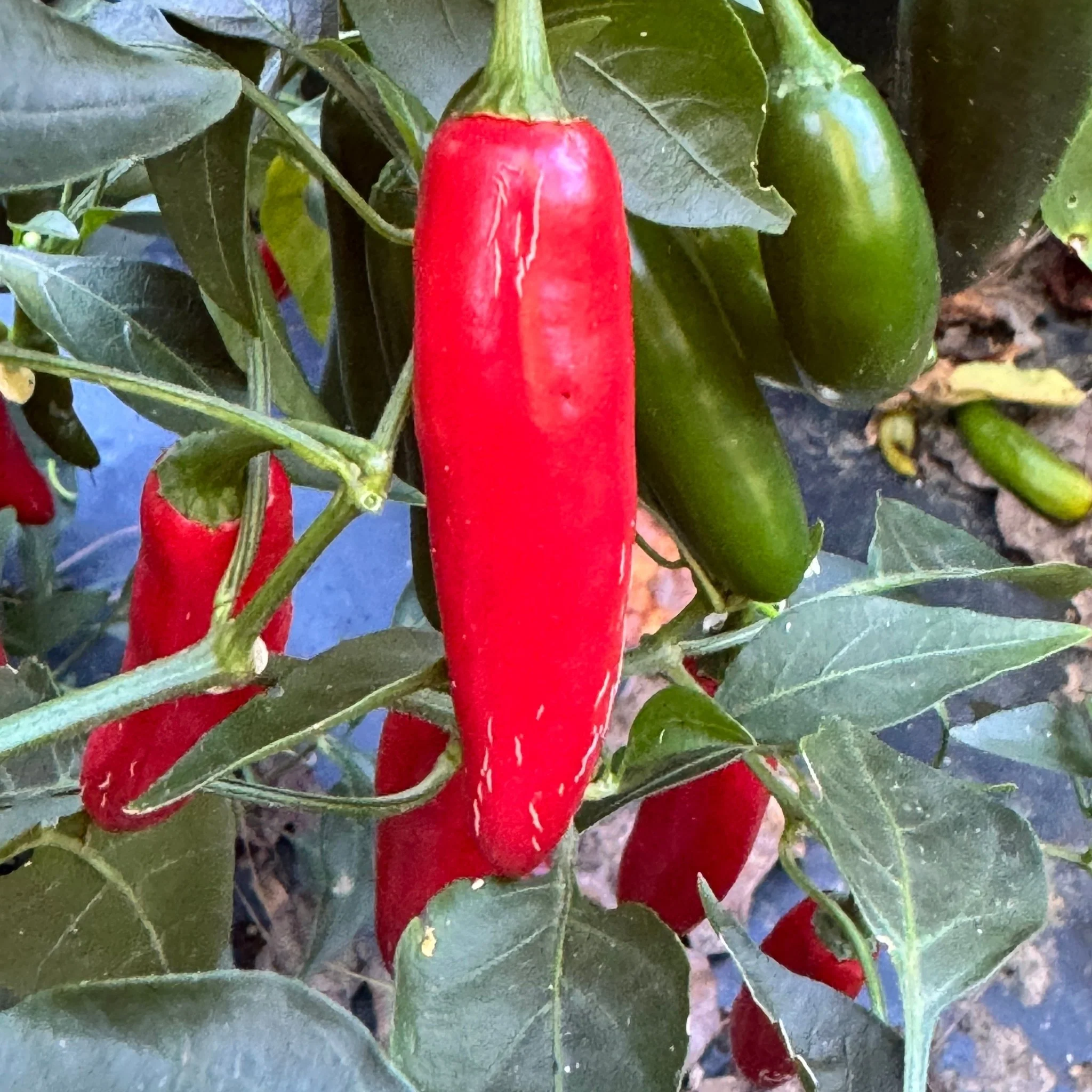 Devil Serrano - Seeds - Image 2