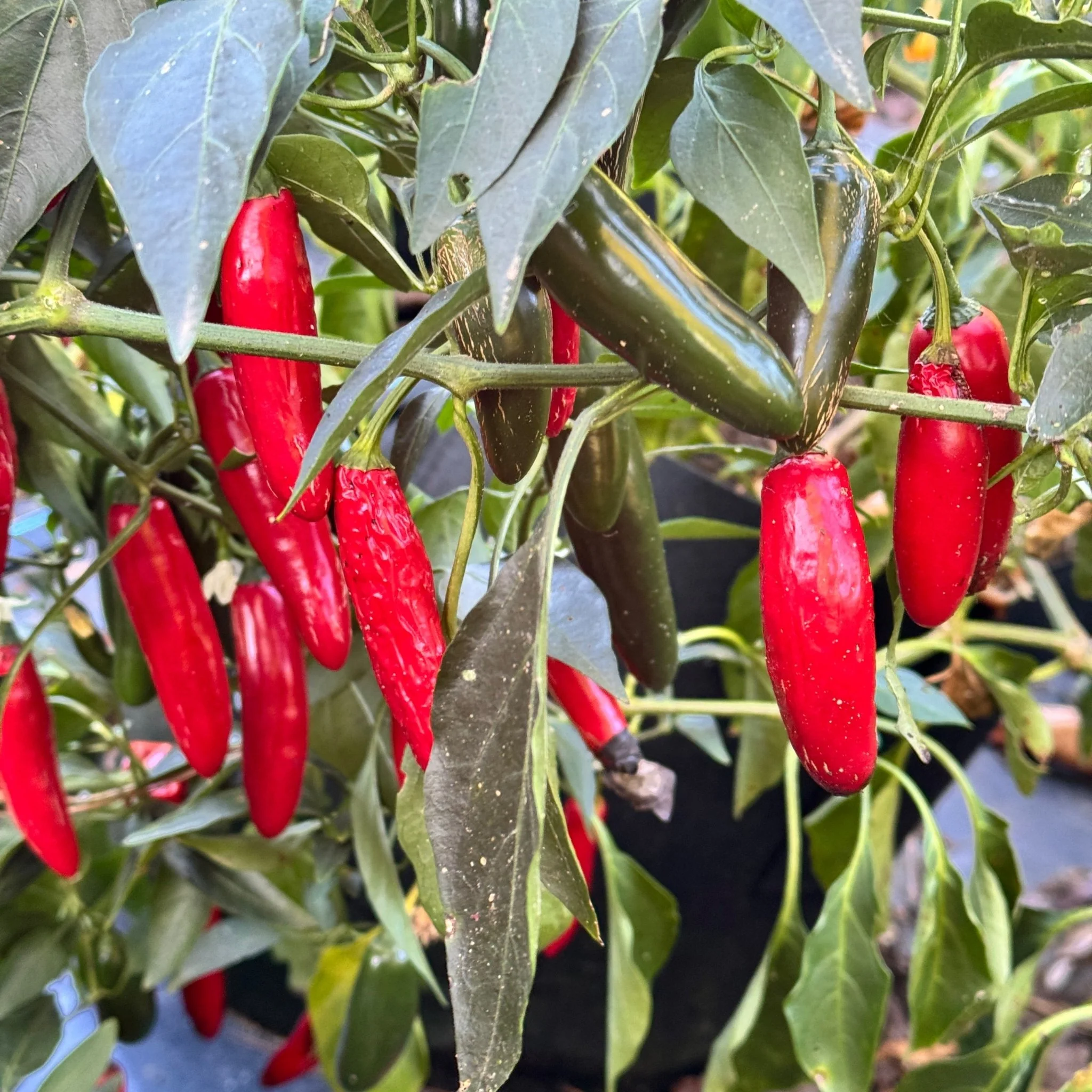 Devil Serrano - Seeds - Image 3