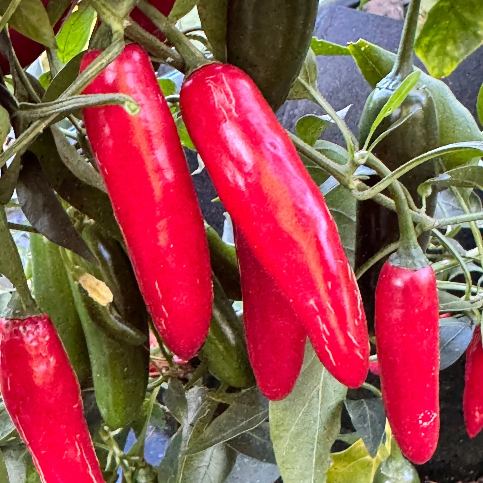 Devil Serrano - Seeds - Image 4