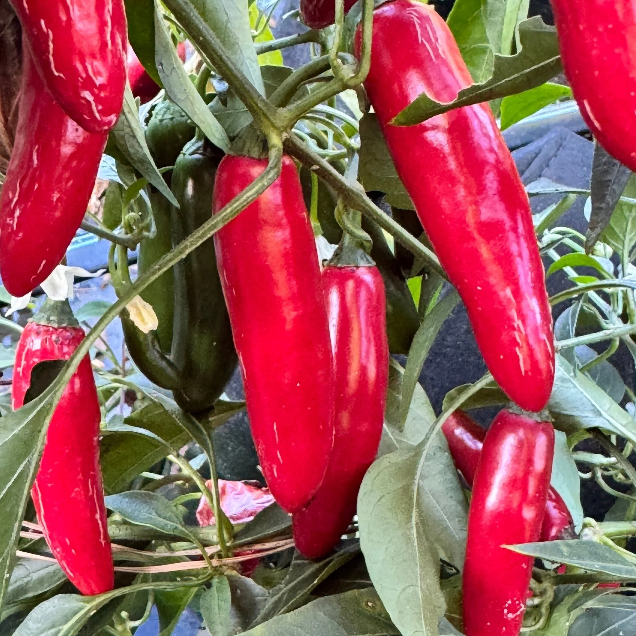 Devil Serrano - Seeds - Image 5
