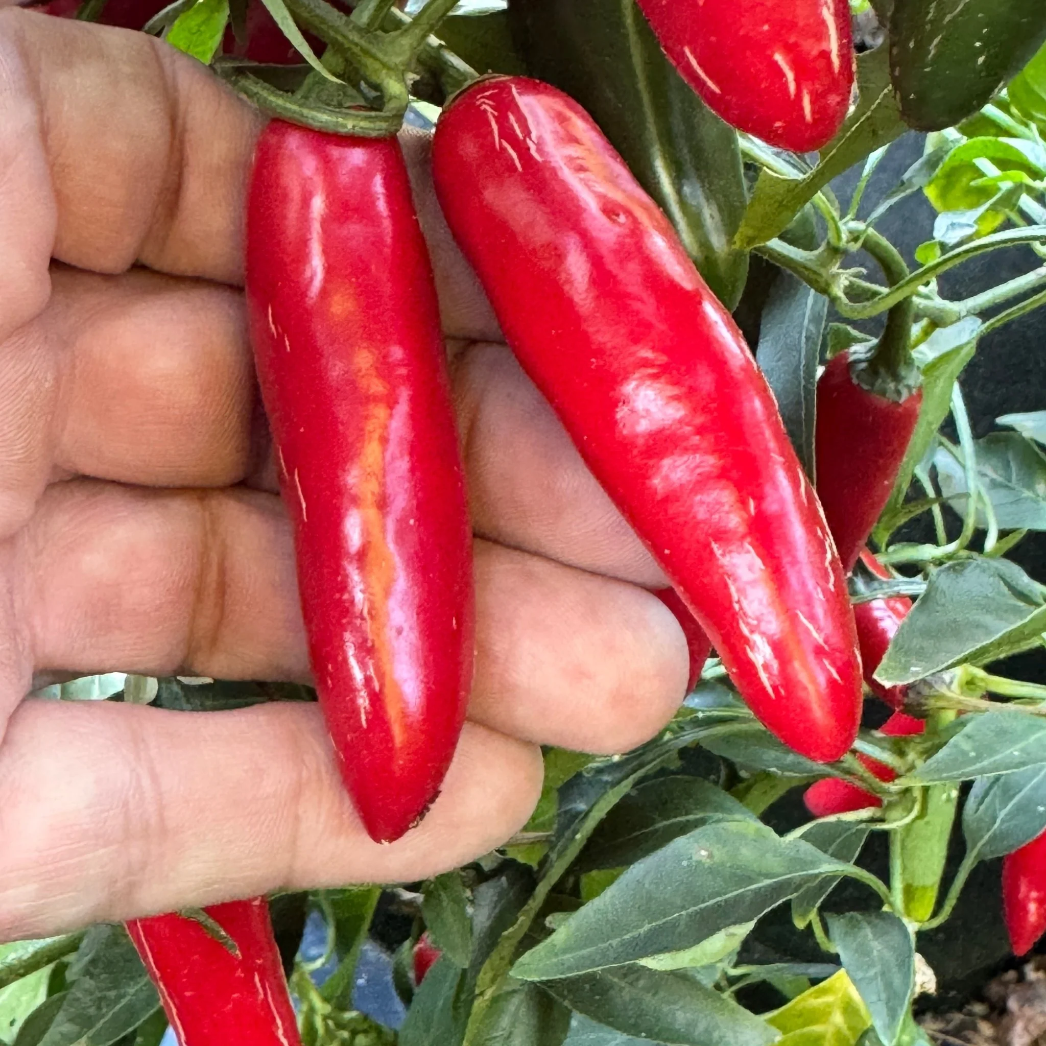 Devil Serrano - Seeds - Image 6