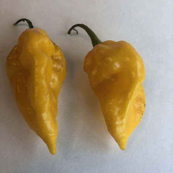 Devil's Tongue Yellow - Seeds - Image 3