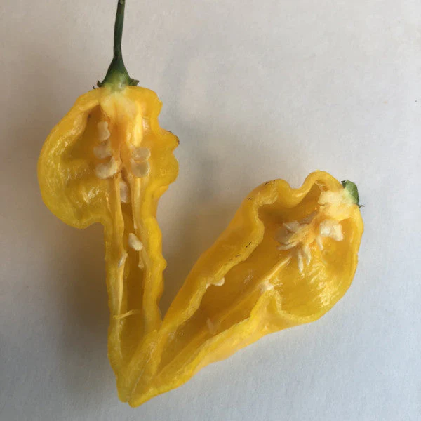Devil's Tongue Yellow - Seeds - Image 5
