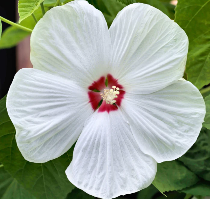 Disco Belle Hybrid Mix Hibiscus Seeds - Image 2