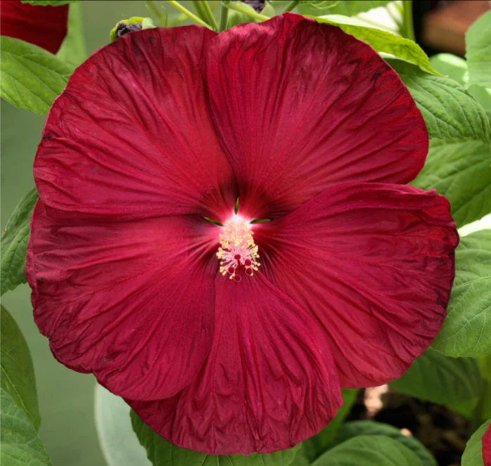 Disco Belle Hybrid Mix Hibiscus Seeds - Image 3