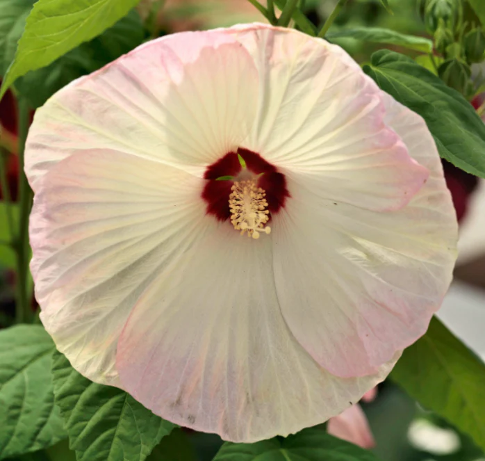 Disco Belle Hybrid Mix Hibiscus Seeds - Image 4