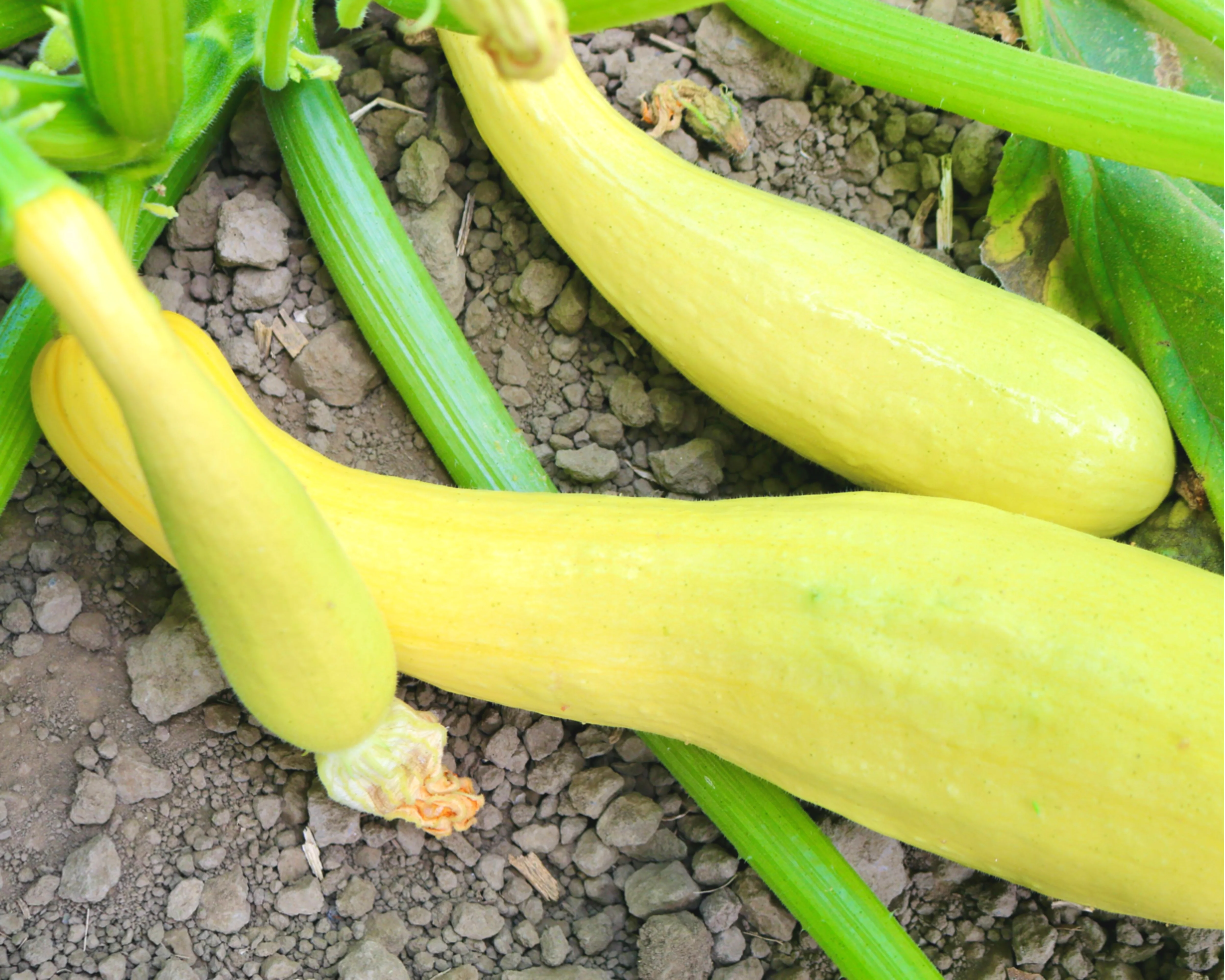 Dixie Yellow Crookneck Hybrid Summer Squash Seeds - Image 2