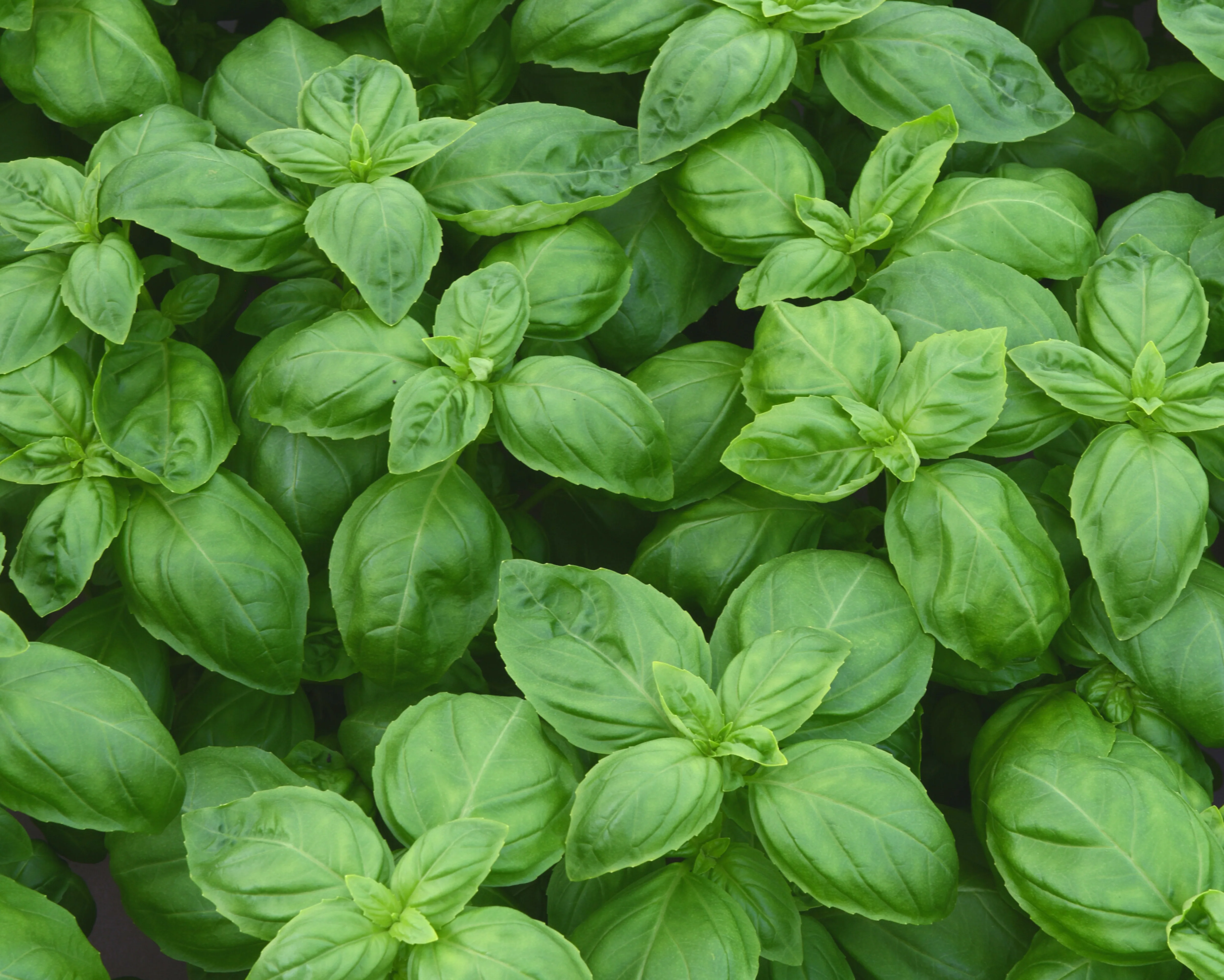 Dolce Fresca Basil Seeds - Image 2