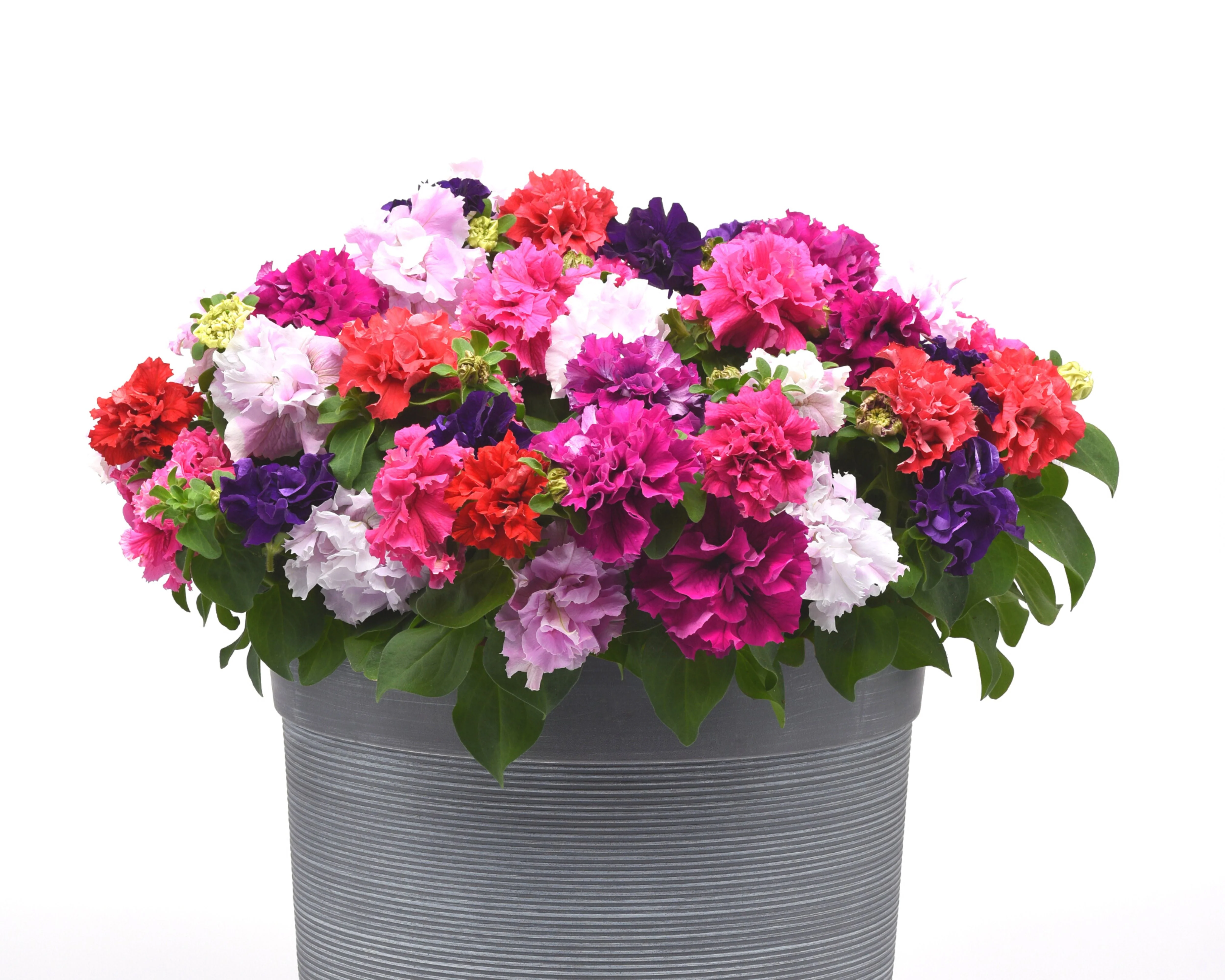 Double Cascade Grandiflora Hybrid Mix Petunia - Image 2