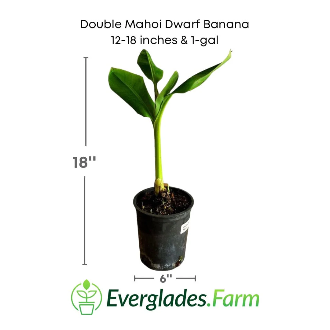 Double Mahoi Dwarf Banana Plant - Image 4