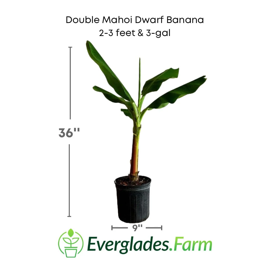Double Mahoi Dwarf Banana Plant - Image 5