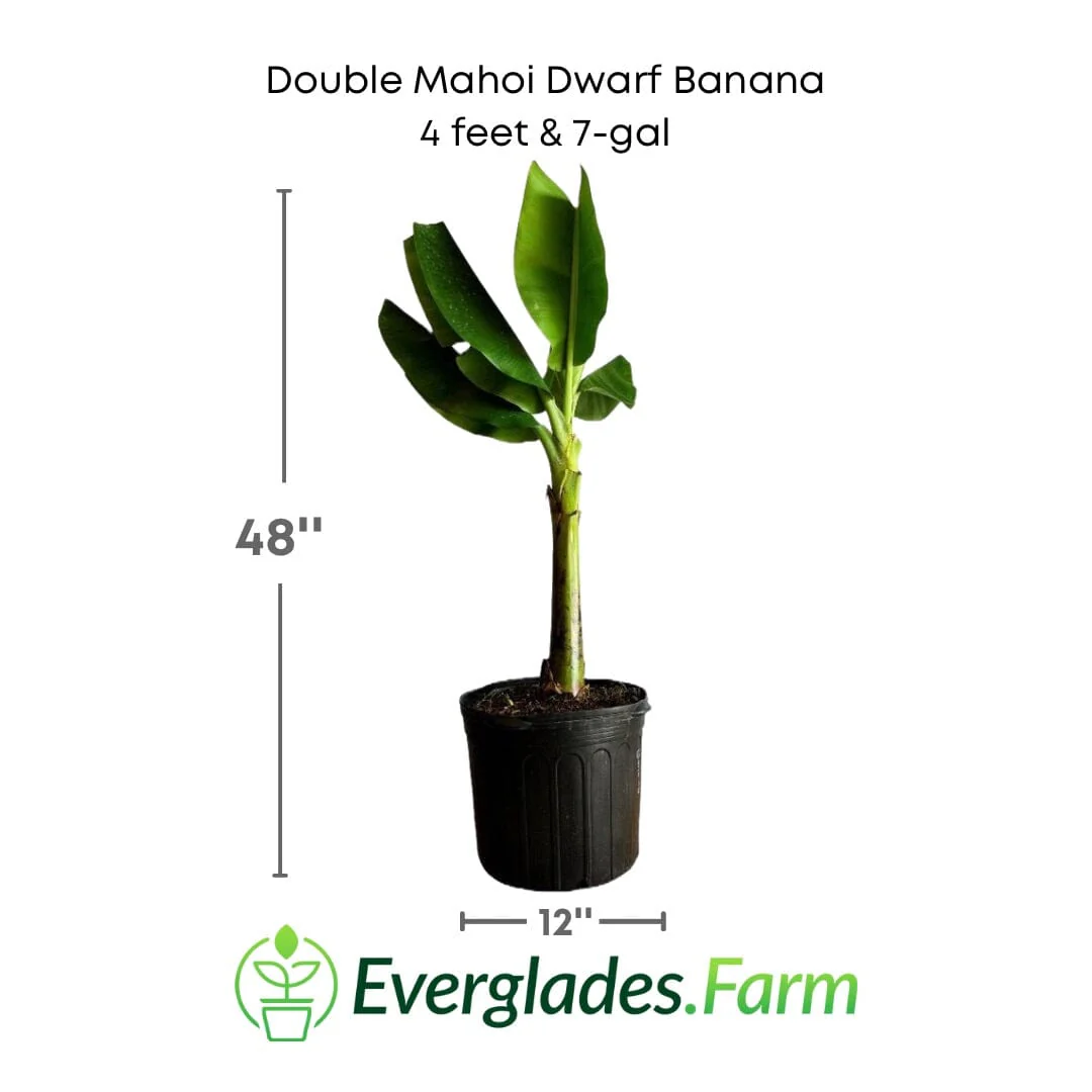 Double Mahoi Dwarf Banana Plant - Image 6