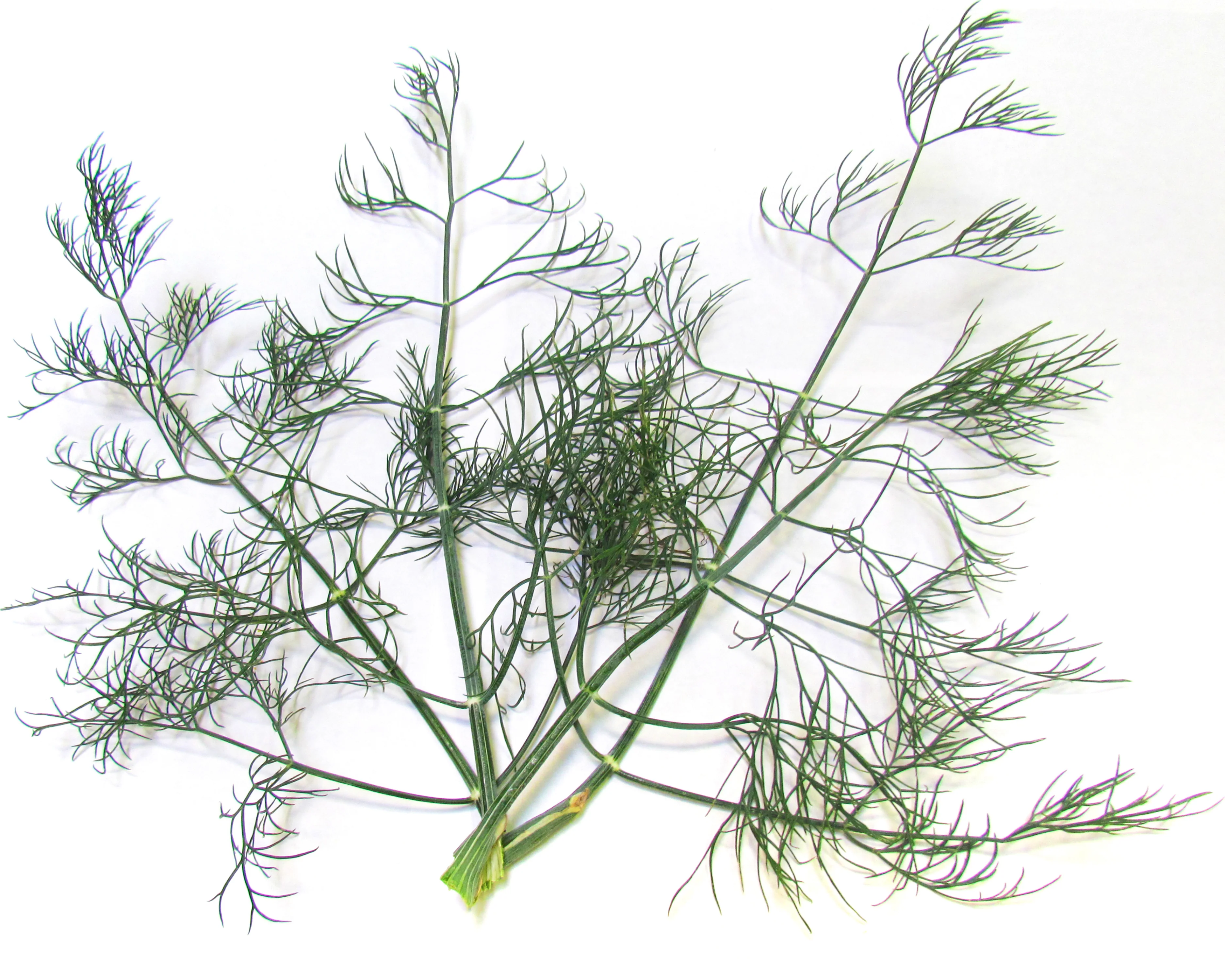Dukat Dill Seeds - Image 2