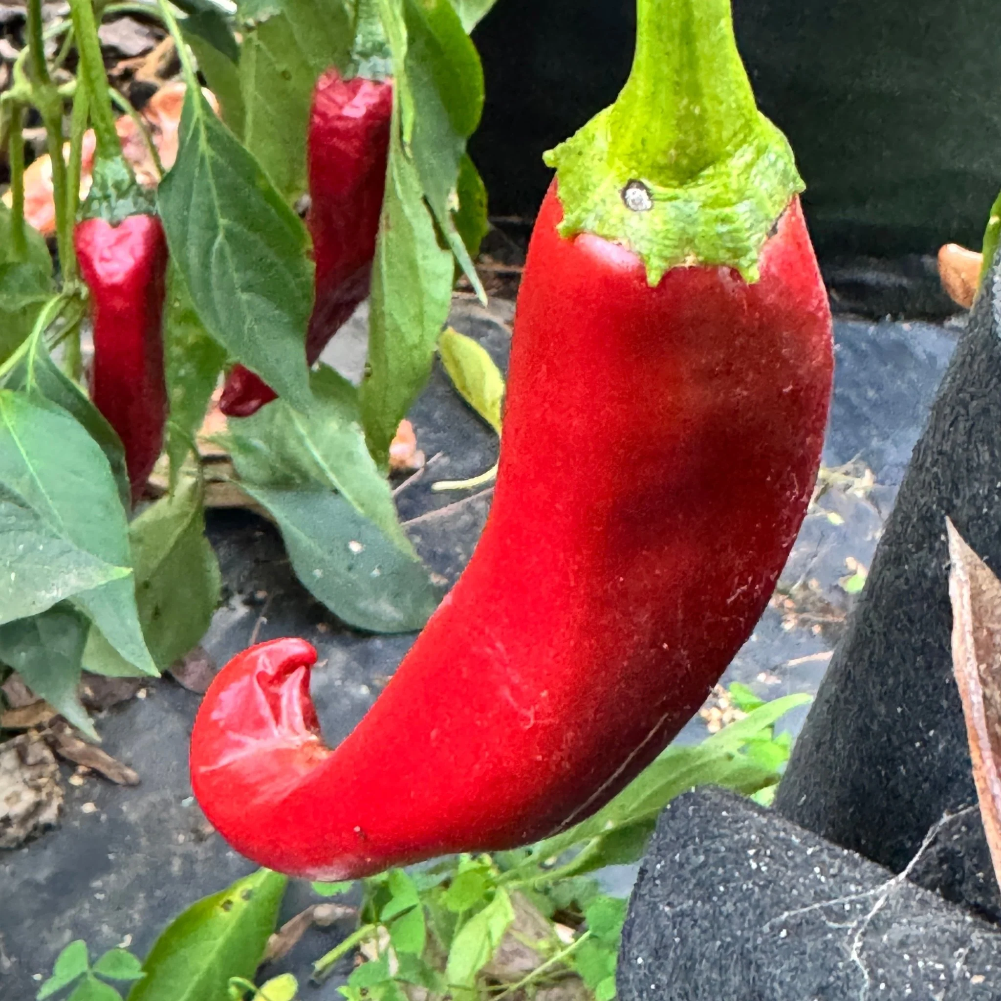 Durango - Seeds - Image 2