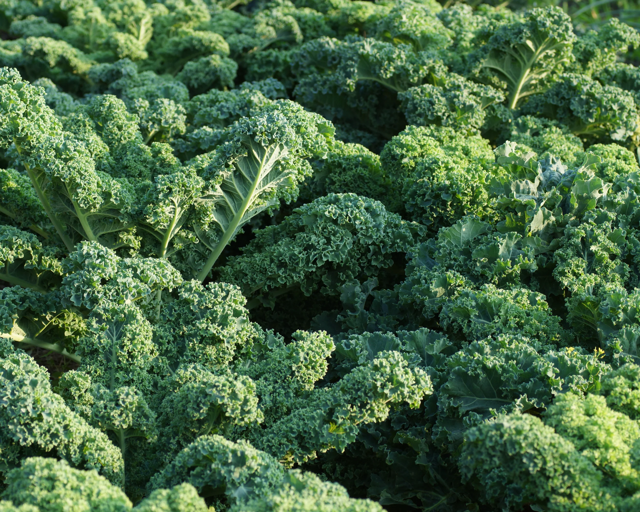 Dwarf Blue Curled Kale Seeds - Image 2