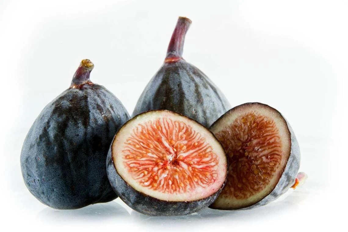 Dwarf Fig Tree "Beer's Black"