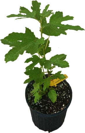 Dwarf Fig Tree "Beer's Black" - Image 2