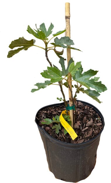 Dwarf Fig Tree "Beer's Black" - Image 3