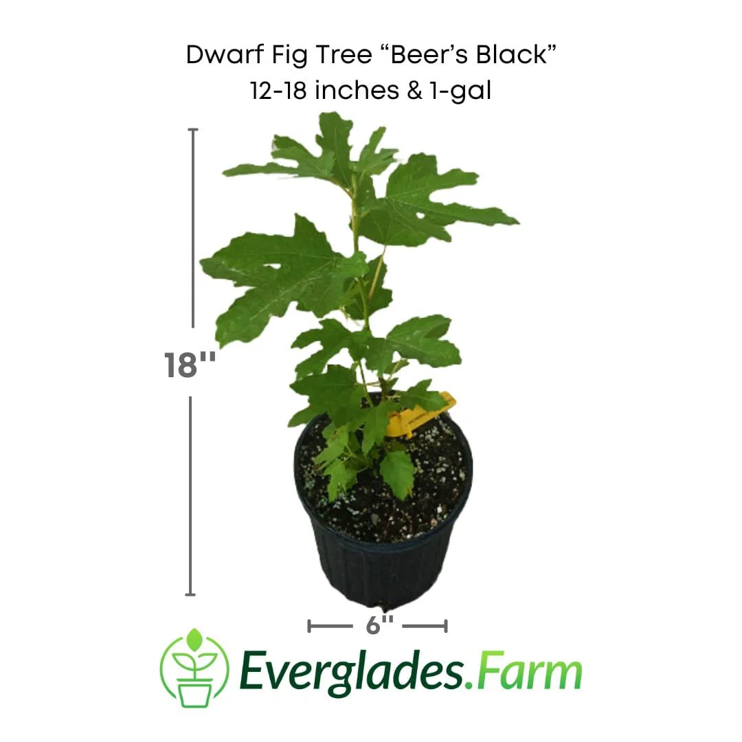 Dwarf Fig Tree "Beer's Black" - Image 4