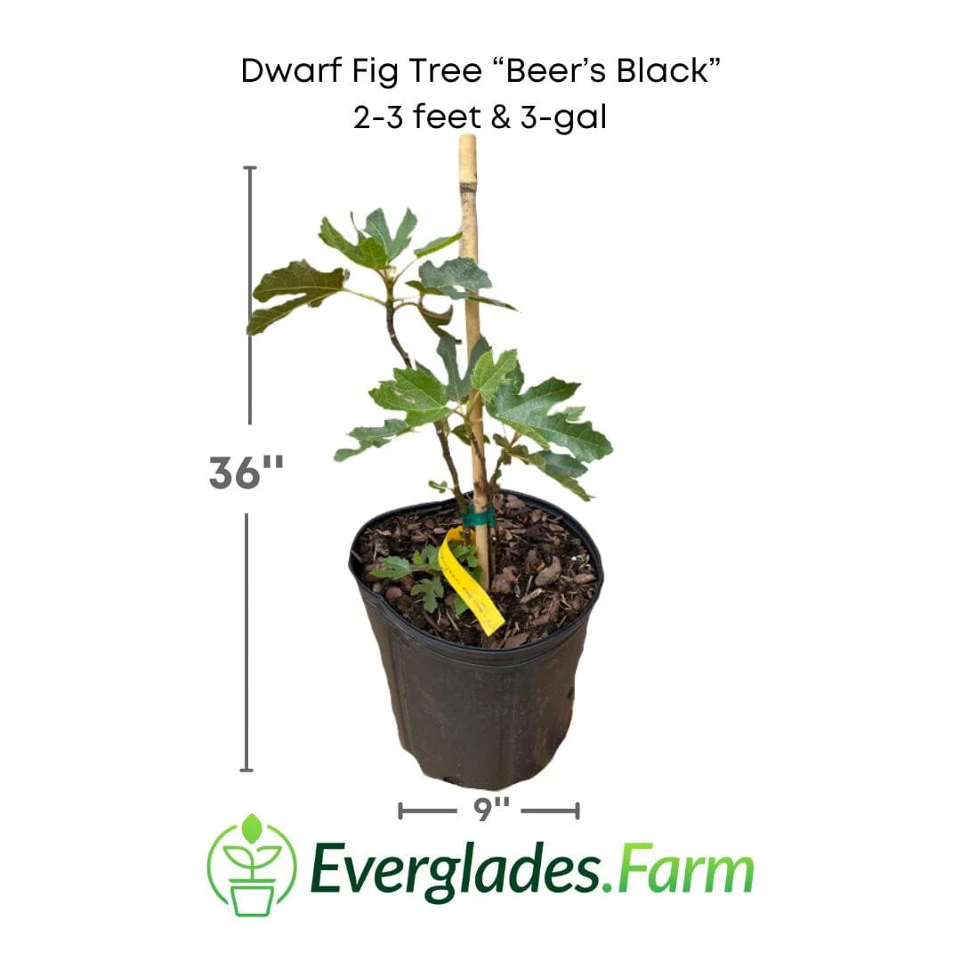 Dwarf Fig Tree "Beer's Black" - Image 5