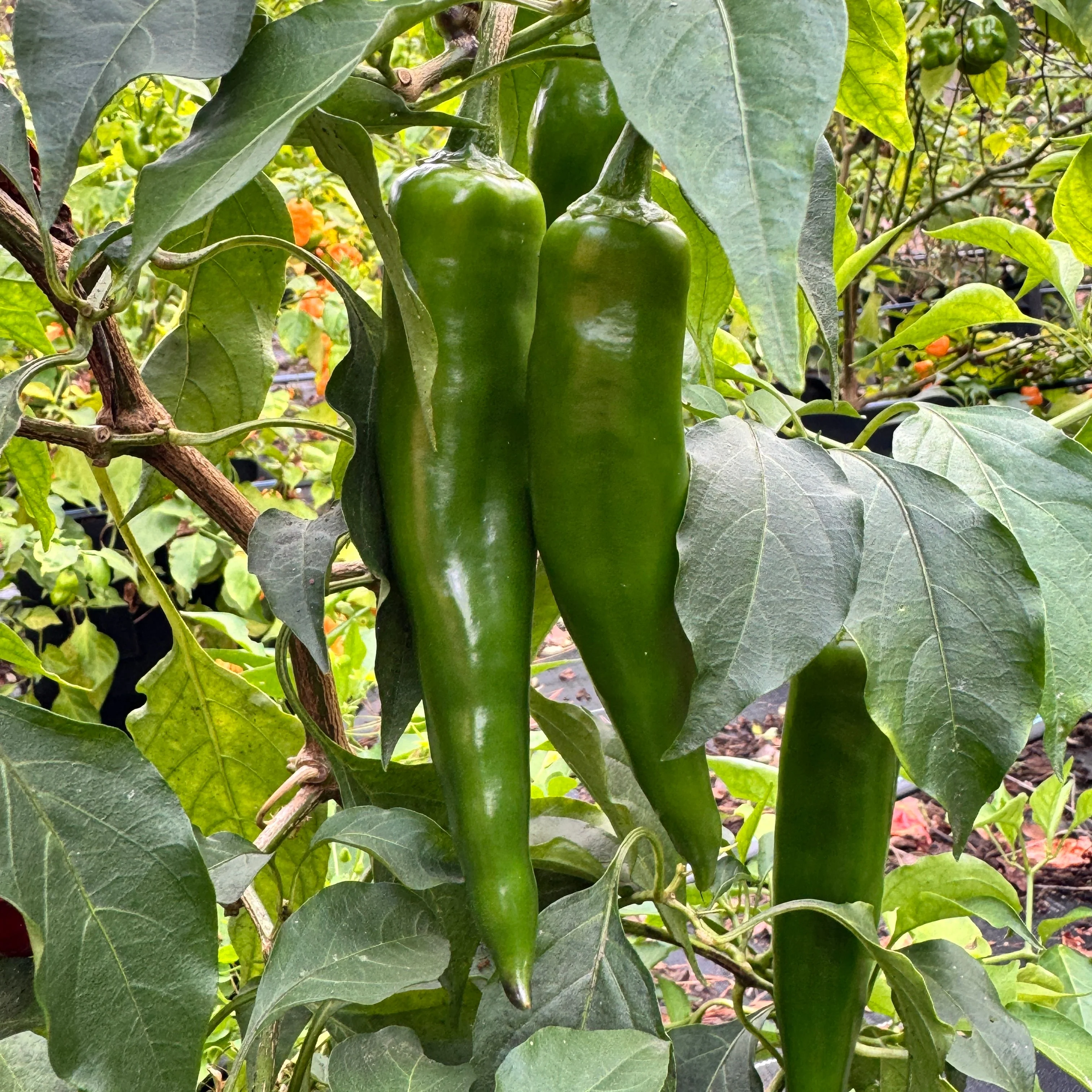 Dynamite Green Chile - Seeds - Image 2