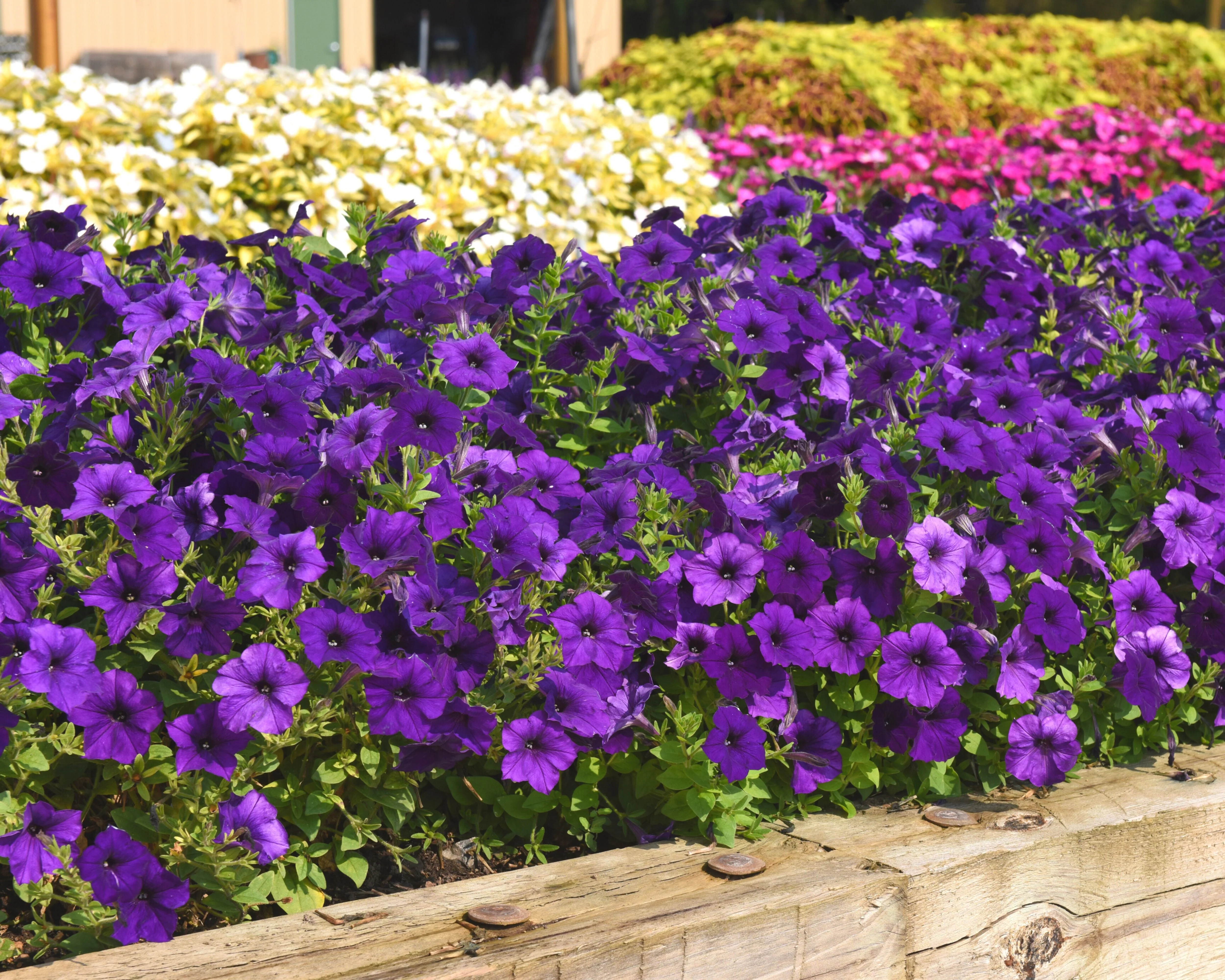 E3 Easy Wave Blue Hybrid Spreading Petunia - Image 2