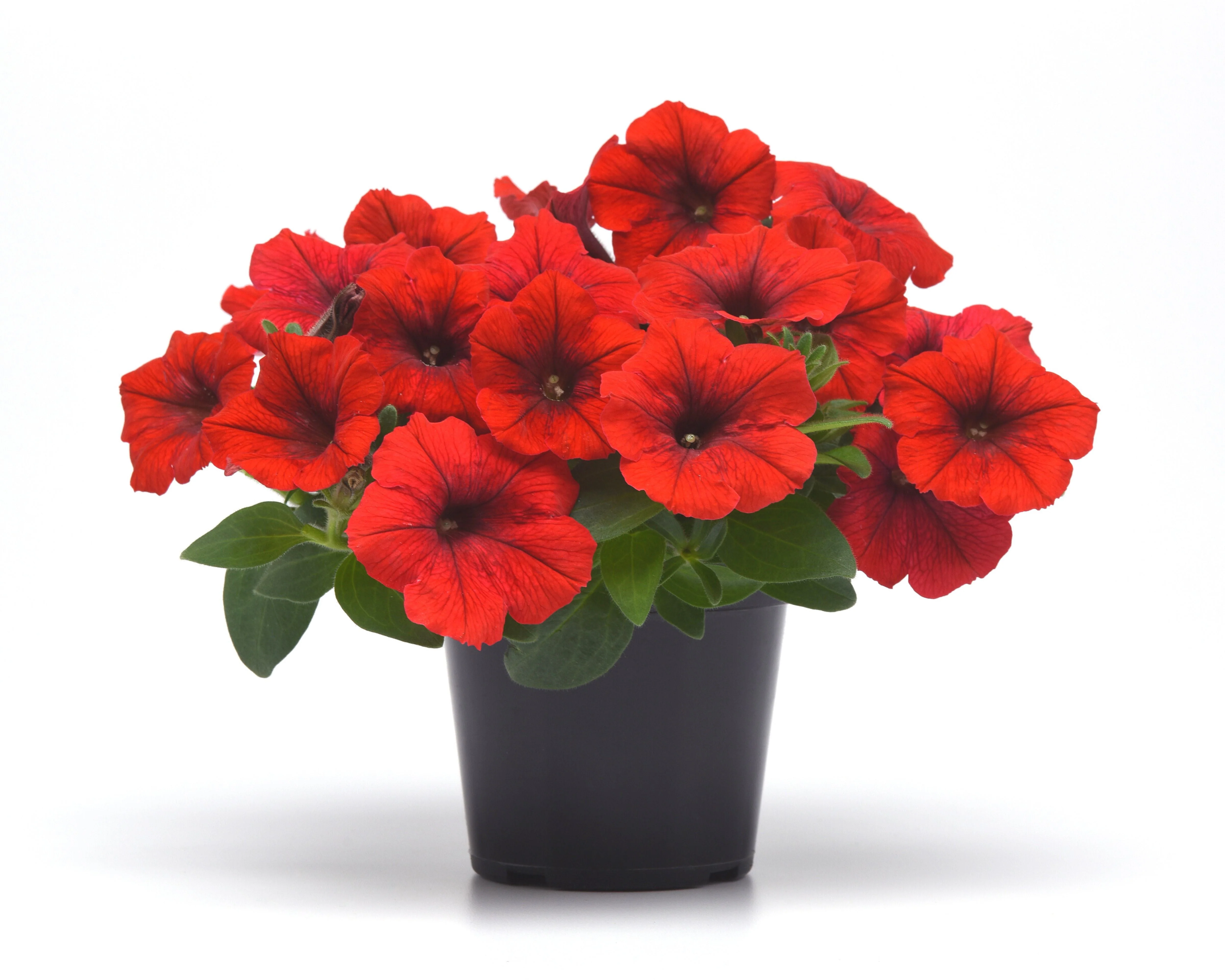 E3 Easy Wave Red Hybrid Spreading Petunia - Image 2