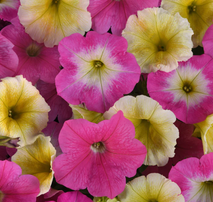 E3 Easy Wave Sweet Taffy Mix Hybrid Petunia Seeds - Image 2