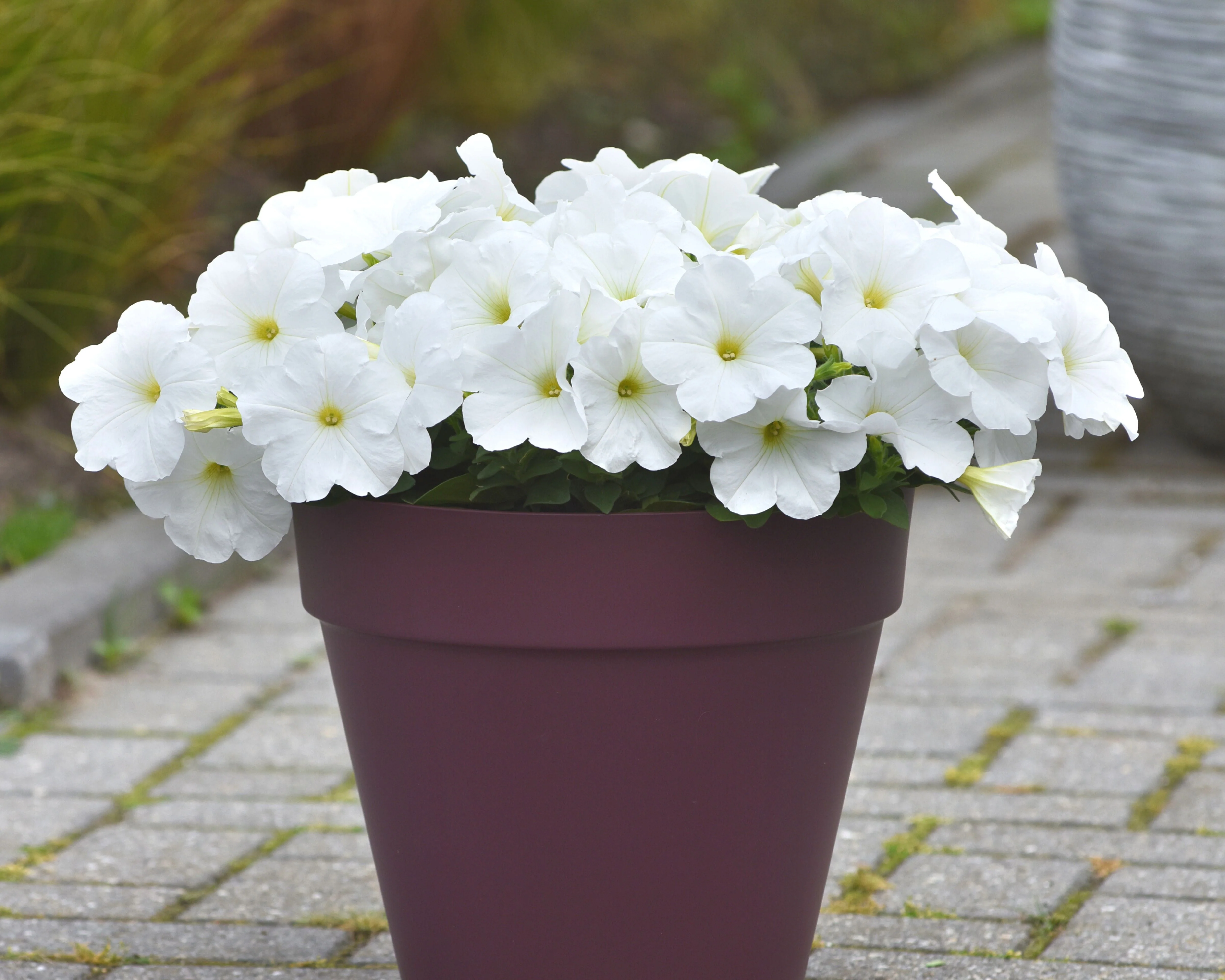 E3 Easy Wave White Hybrid Spreading Petunia - Image 2