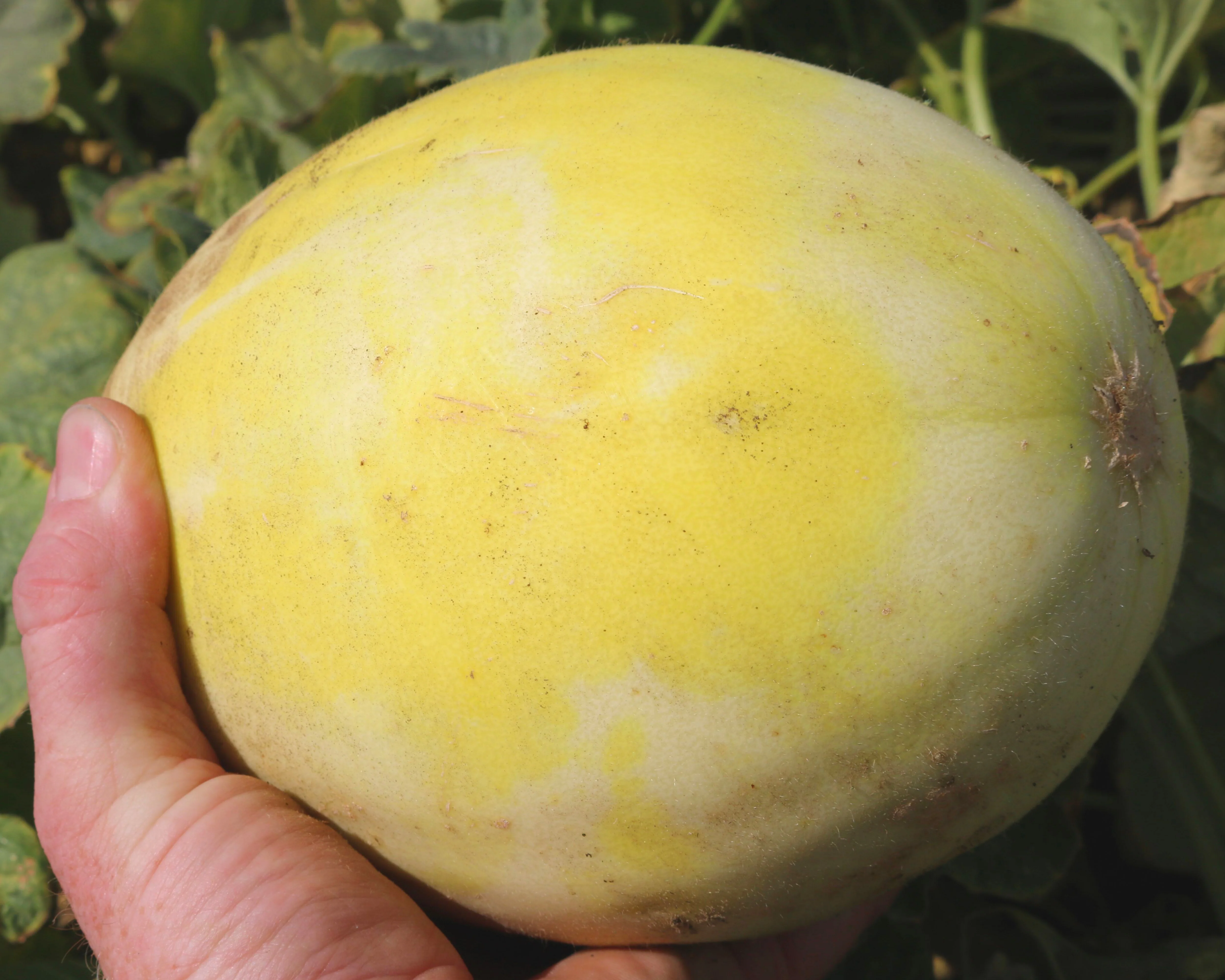 Earli Dew Hybrid Honeydew Seeds - Image 2