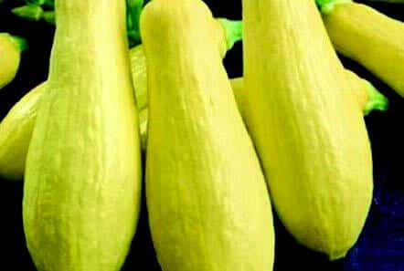 Early Prolific Straightneck Summer Squash Seeds - Image 3